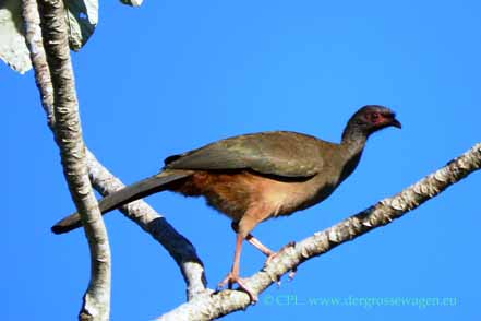 Chaco-Tschatschalaka