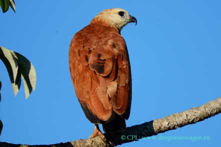 Fischbussard