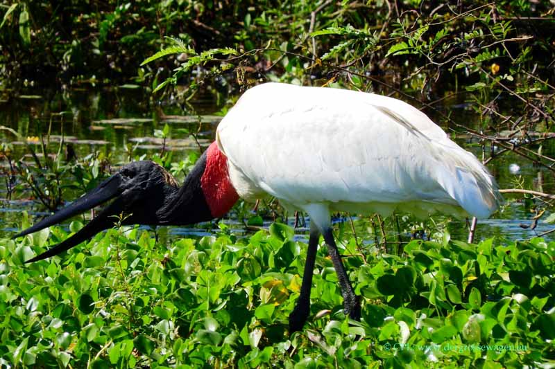 Jabiru