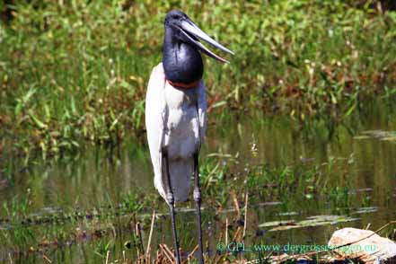 Jabiru