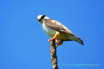 Lachfalke