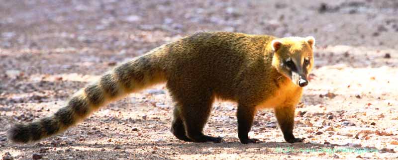 Nasenbär (Coati)