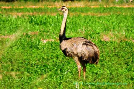 Nandu