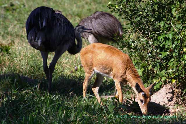 Sumpfhirsch und Nandus