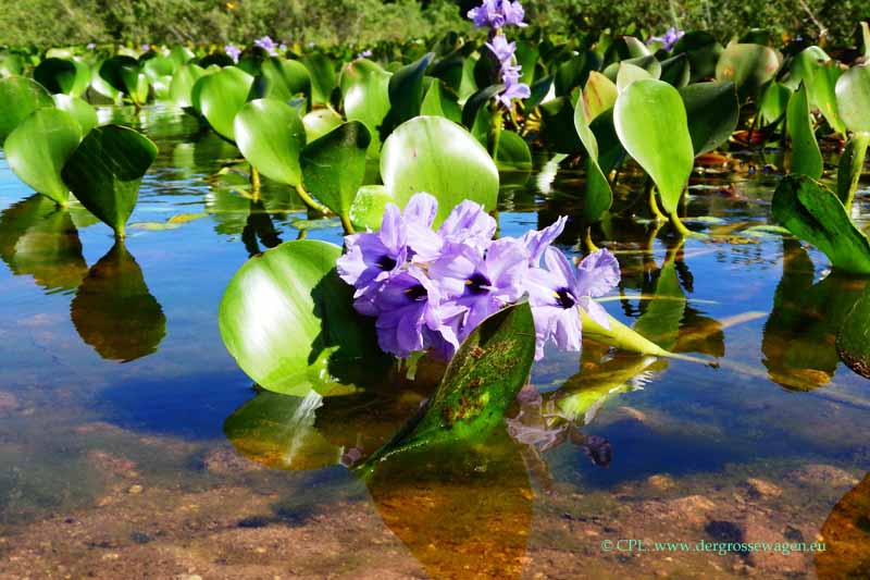 Wasserhyazinthe