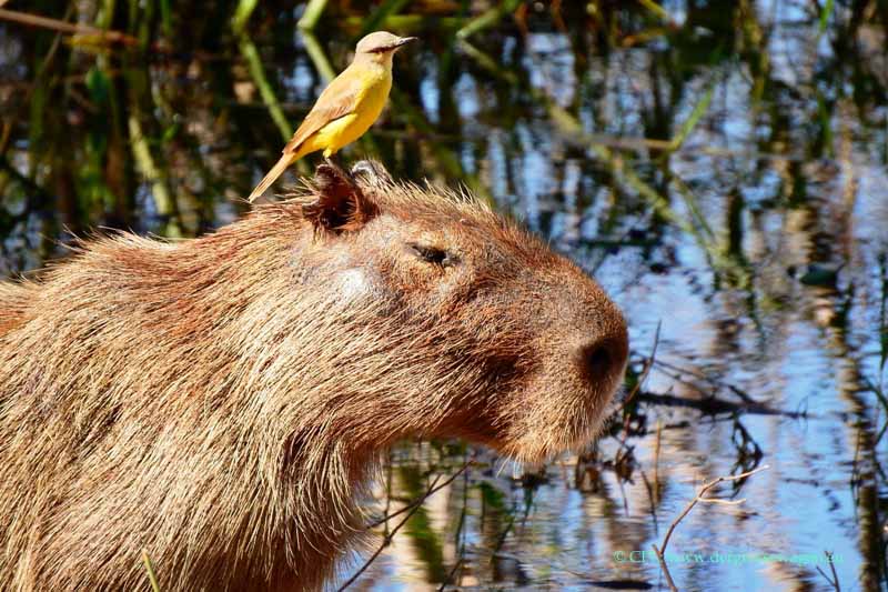 Wasserschwein