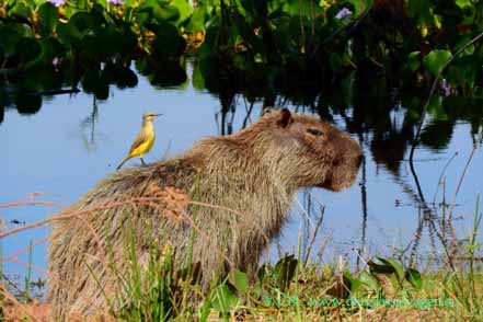 Wasserschwein