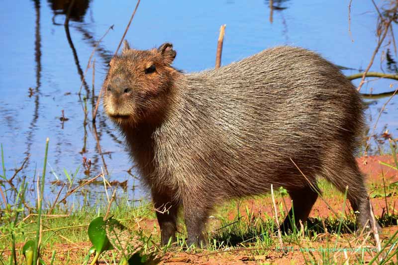 Wasserschwein