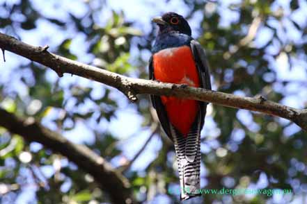 Blauscheiteltrogon