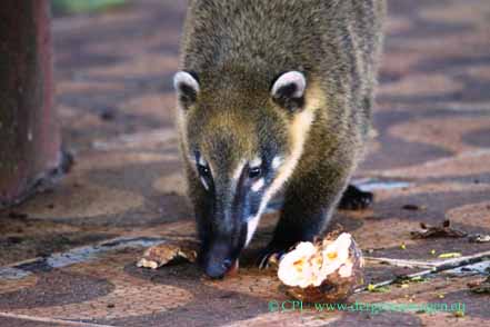 Coati (Nasenbär) mit Avocadokern