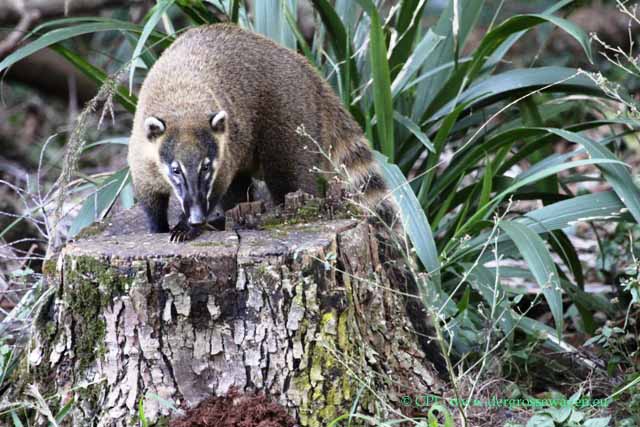 Coati (Nasenbär)
