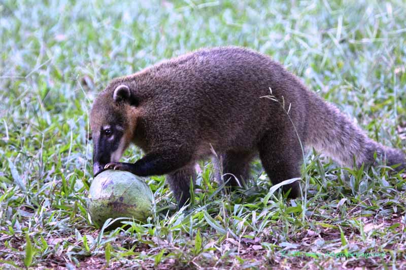 Coati (Nasenbär) mit Avocado