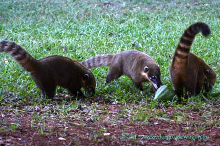 Coatis (Nasenbären) mit Avocado