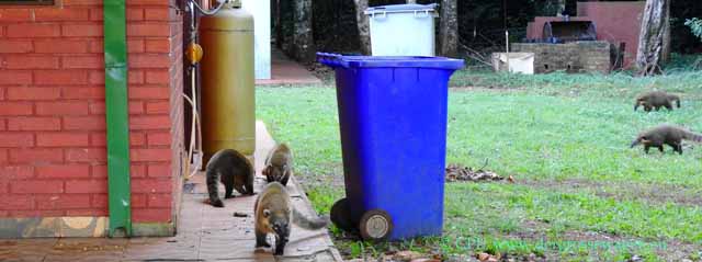 Coatis (Nasenbären)