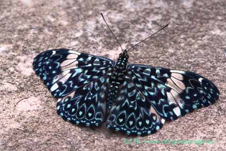 Blauer Mosaikfalter (Klickfalter)