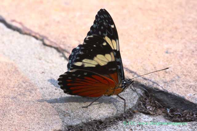 Blauer Mosaikfalter (Klickfalter)