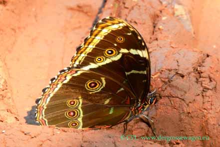 Morphofalter