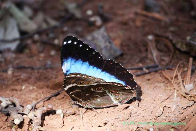 Morphofalter