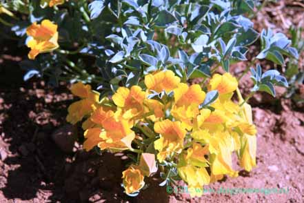 Tropaeolum poliphyllum