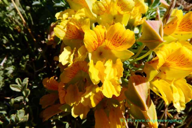 Tropaeolum poliphyllum