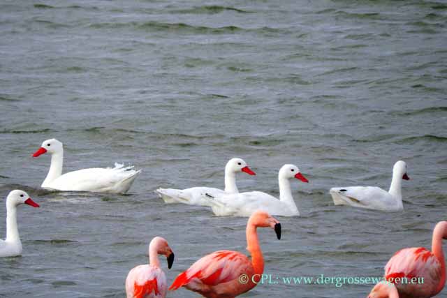 Chileflamingo und Coscoroba-Schwan
