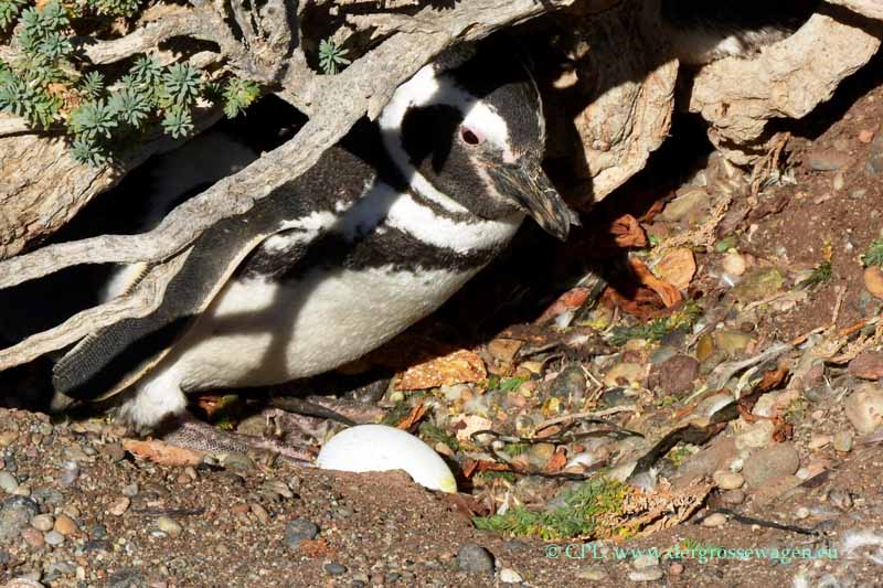 Magellanpinguin mit Ei