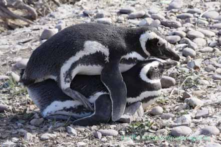 Magellanpinguine Paarung