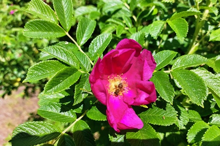 Kartoffelrose