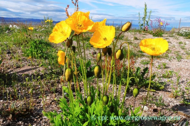 Arktischer_Mohn