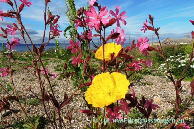Arktischer_Mohn_und_Lichtnelke