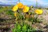 Arktischer_Mohn