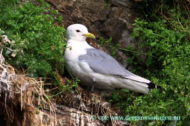 Dreizehenmoewe_Altvogel_03