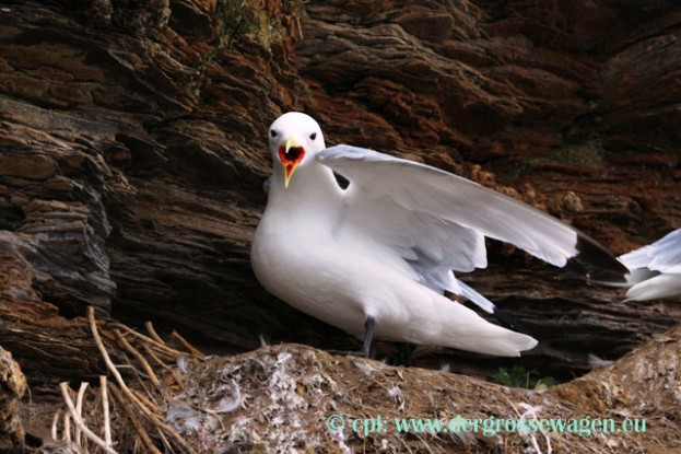 Dreizehenmoewe_Altvogel_04