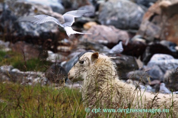 Seeschwalbe_Angriff_auf_Schaf