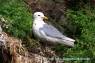 Dreizehenmoewe_Altvogel_03