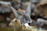 Seeschwalbe_Angriff_auf_Schaf_02