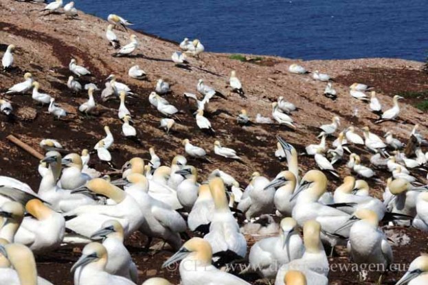 Basstoelpel-Gannets02