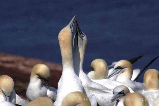 Basstoelpel-Gannets13