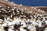 Basstoelpel-Gannets02