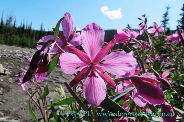 River_Beauty_02
