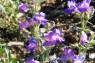 Yukon_Beardtongue