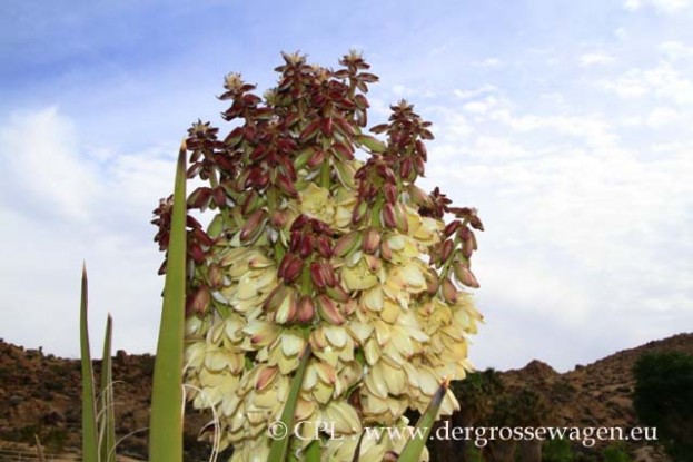 Mojave_Yucca