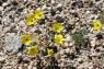 Desert_Gold