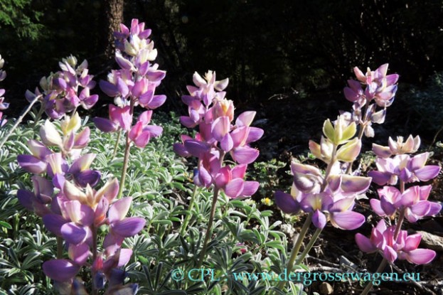 Lupine