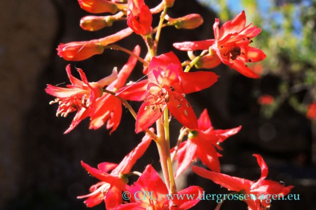 Red_Larkspur