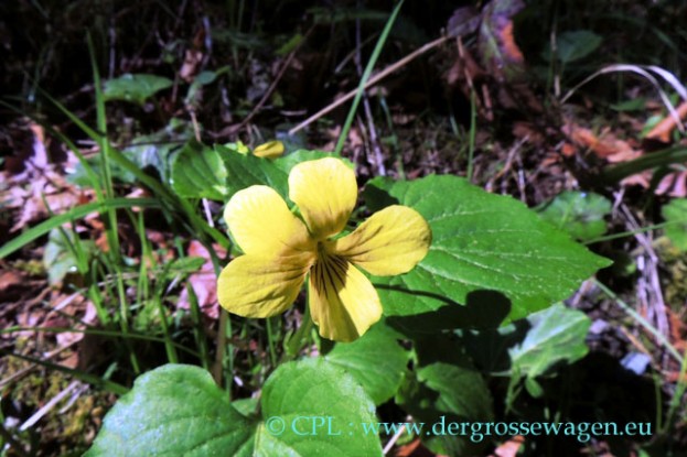 Smooth_yellow_Violet