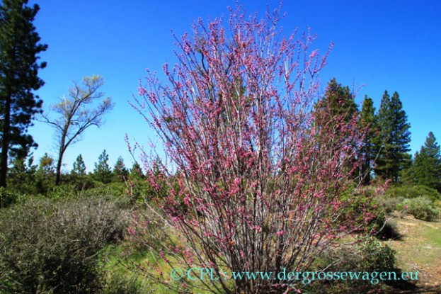 Western_Redbud
