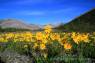 Arnica
