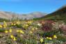 Dempster_Highway_mit_Blumen_01