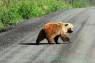 Grizzly_auf_Piste